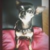 hamishlove